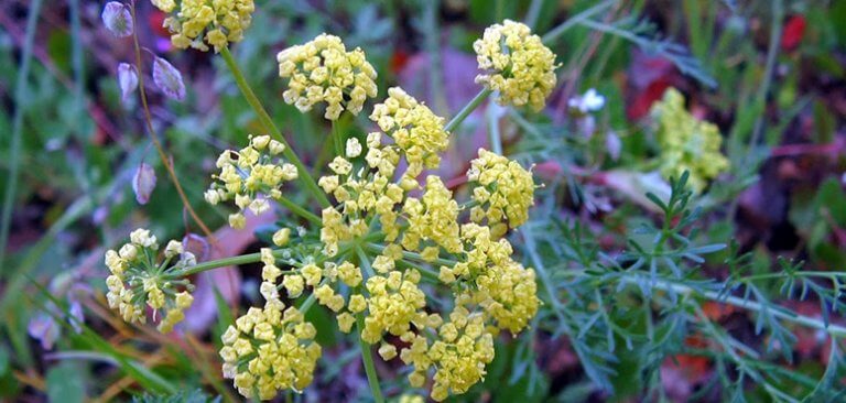 Эффективное лечение ОРЗ, ОРВИ и гриппа натуральными средствами с iherb ...