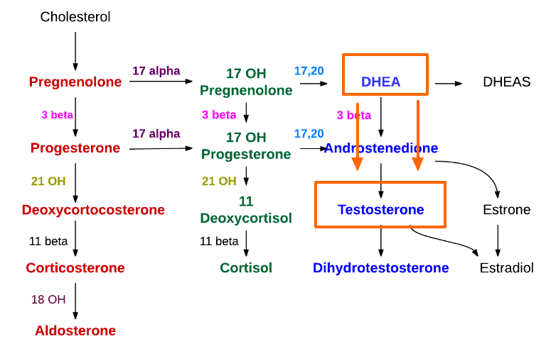 DHEA-synthesis