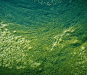 AFA Сине-Зелёная водоросль Альгае