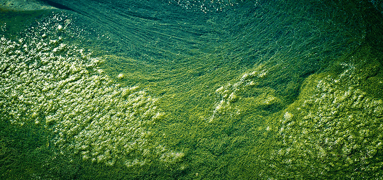 АФА сине-зеленые водоросли